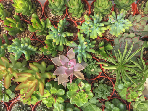 Selective focus and top view variety of Miniature succulent plants.