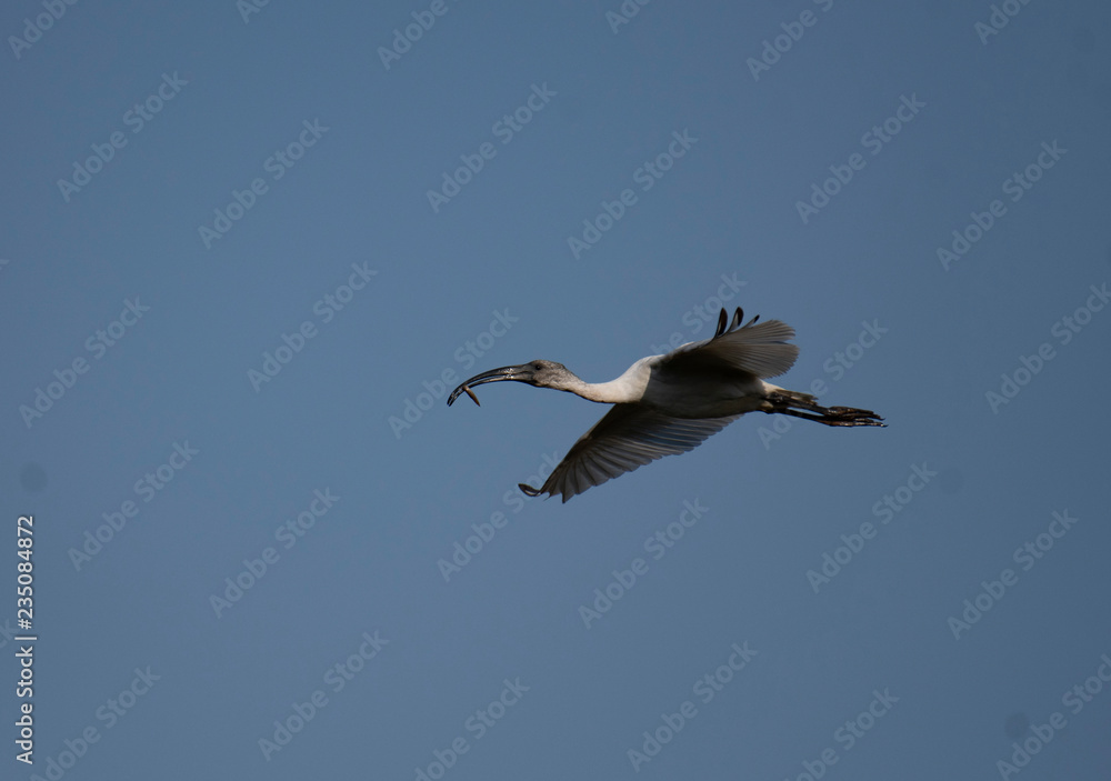 Obraz premium Black-headed ibis (Threskiornis melanocephalus)