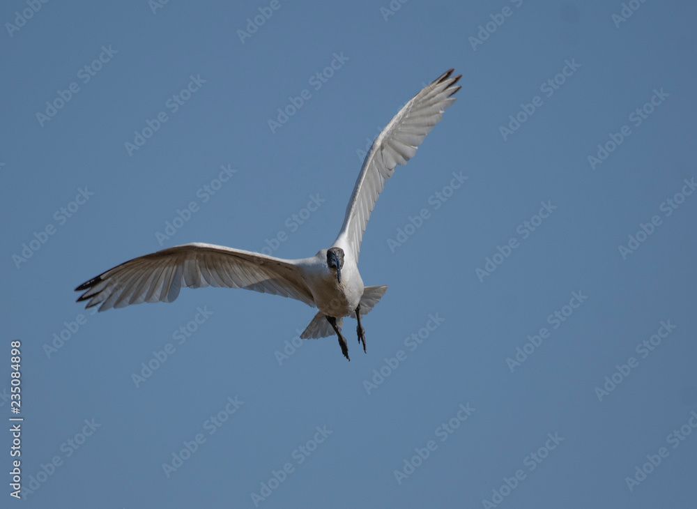 Black headed ibis Flying 