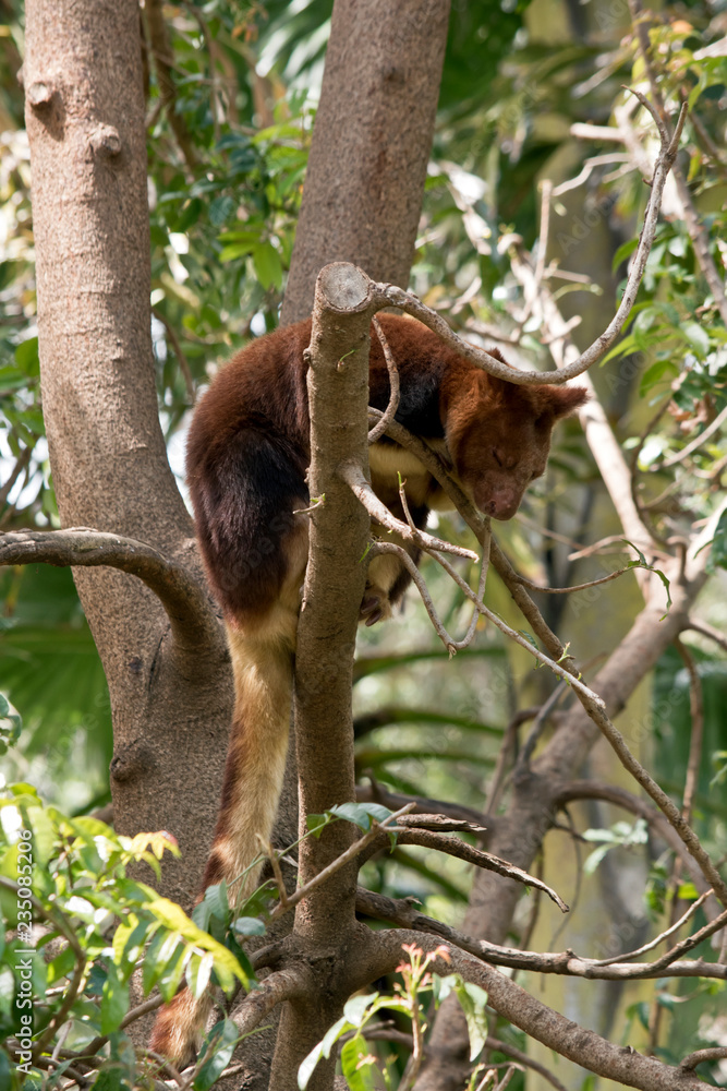 Obraz premium tree kangaroo