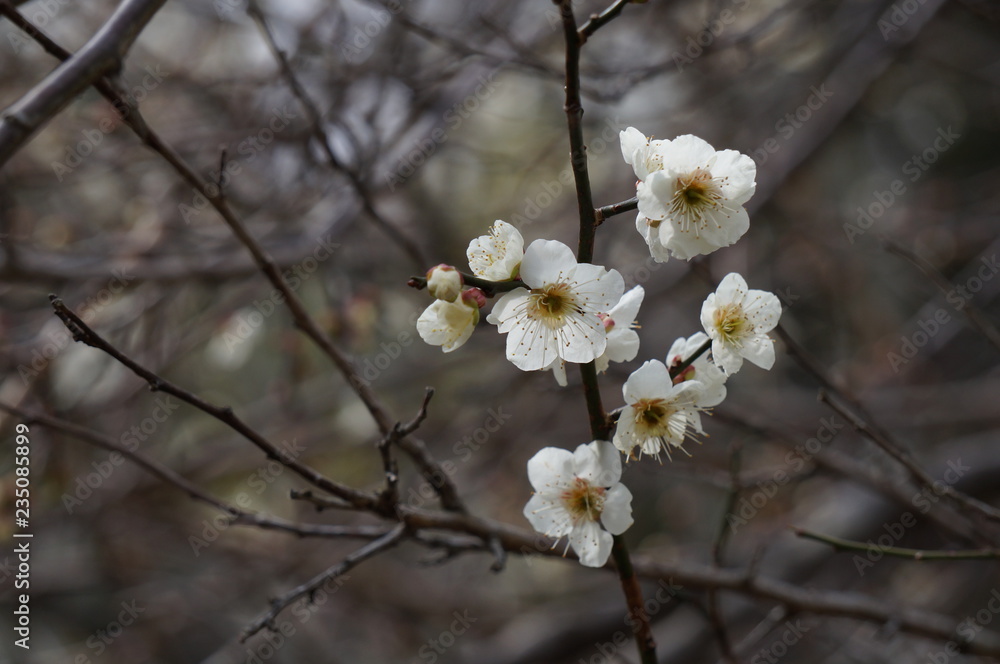 梅の花