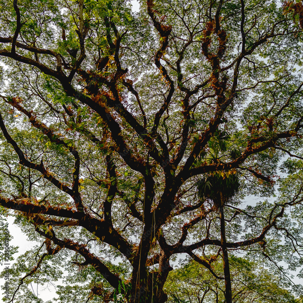 Exotic trees in Yangon's park, Myanmar Exotic trees in Yangon's park, Myanmar