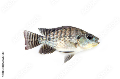 Nile Tilapia Fingerlings fry from farm nursery. is economic animals to consume.  isolated on white background. © Panupong