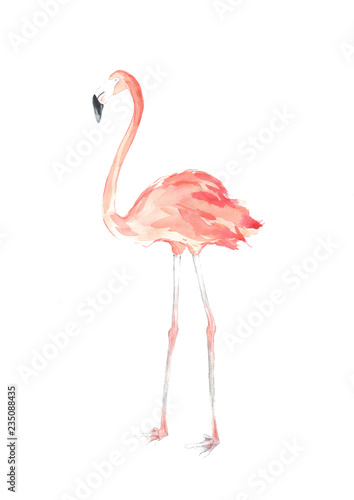 Watercolor Flamingo Illustration