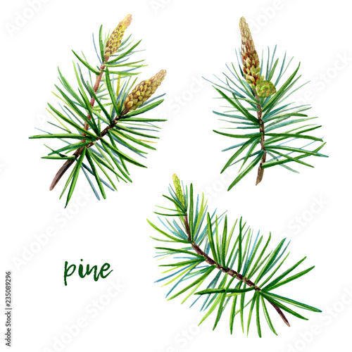 Watercolor set of green pine on white background. Christmas