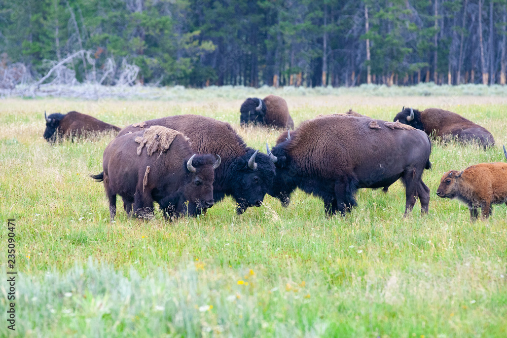The herd bison in Yellowstone National Park, Wyoming. USA.