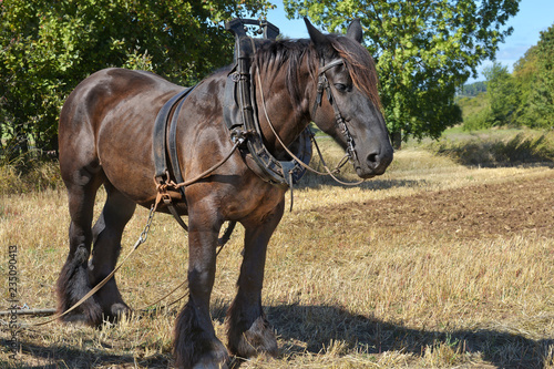 Fototapeta Naklejka Na Ścianę i Meble -  Arbeitspferd