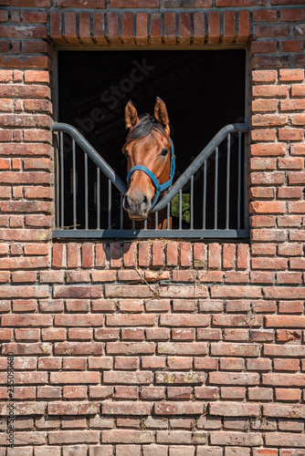 Horse with his head out of a brick barn windows