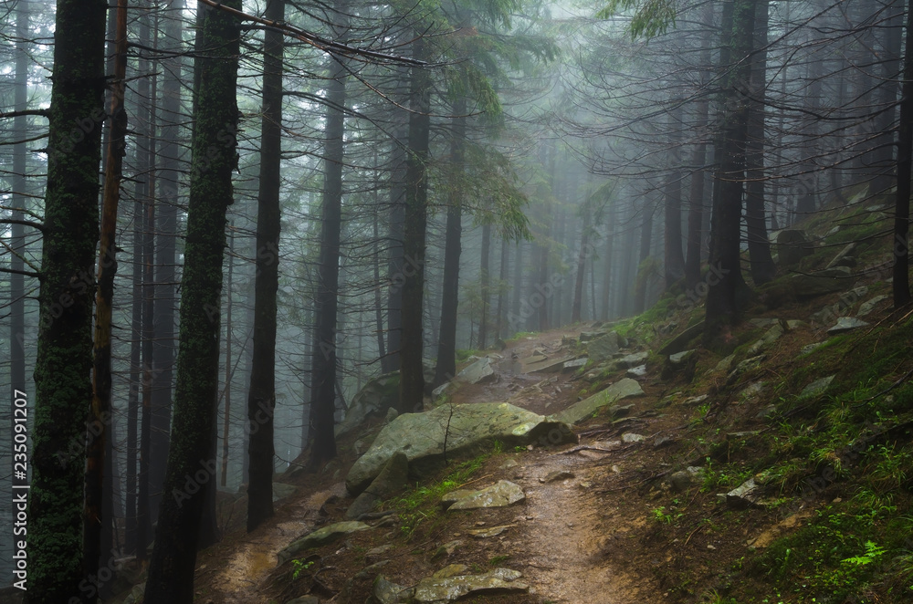 Fototapeta premium Mountain path among the trees. Carpathian mountain road. Beautiful mountain landscape. Travel mountain Carpathians.