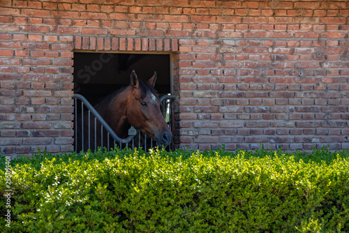 Horse with his head out of a brick barn windows and a bush in the bottom