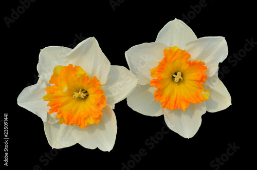 Fototapeta Naklejka Na Ścianę i Meble -  Narcissus 8