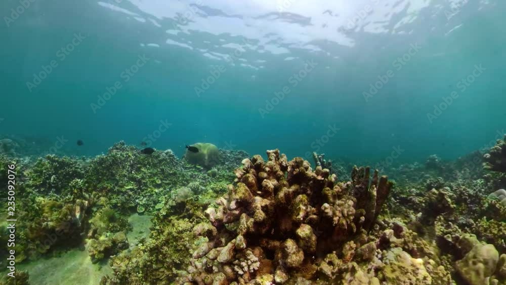 coral reef and tropical fish underwater world diving and snorkeling on coral reef. Hard and soft corals underwater landscape coral reef and tropical fish underwater world diving and snorkeling on coral reef. Hard and soft corals underwater landscape