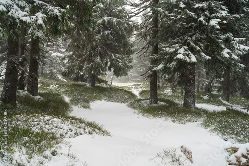 Heavy snowstorm in the fir forest.
