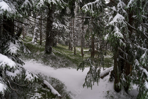 Heavy snowstorm in the fir forest.