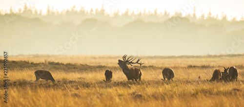 Herd of red deer cervus elaphus rutting and roaring during sunset photo