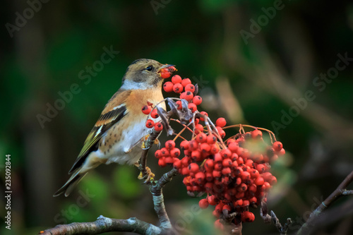 Brambling bird, Fringilla montifringilla, in winter plumage feeding berries
