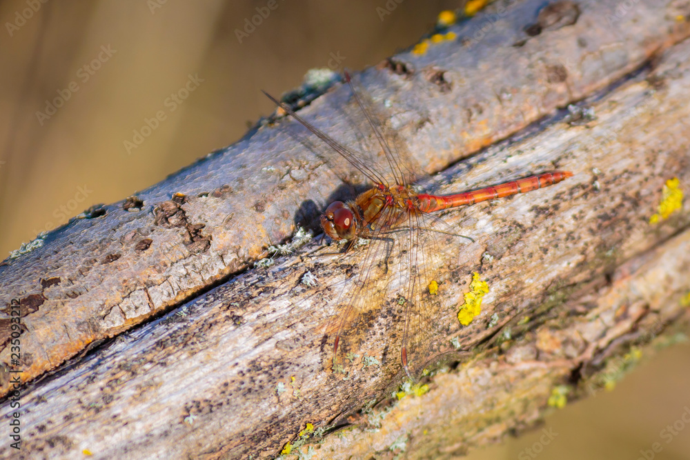 male Vagrant darter Sympetrum vulgatum male Vagrant darter Sympetrum vulgatum