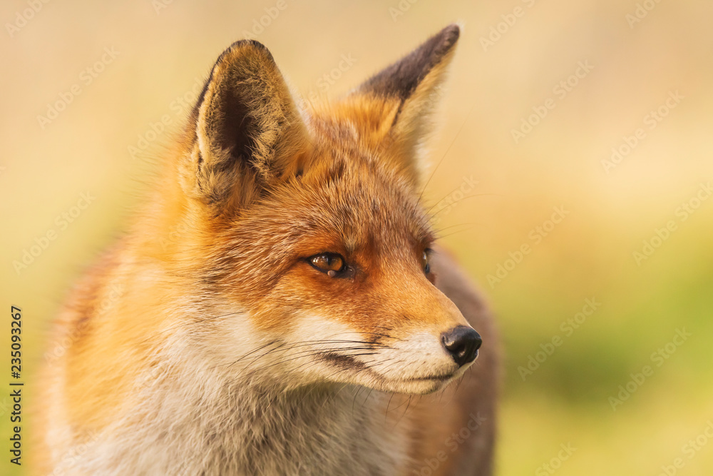 Wild red fox Vulpes Vulpes close-up