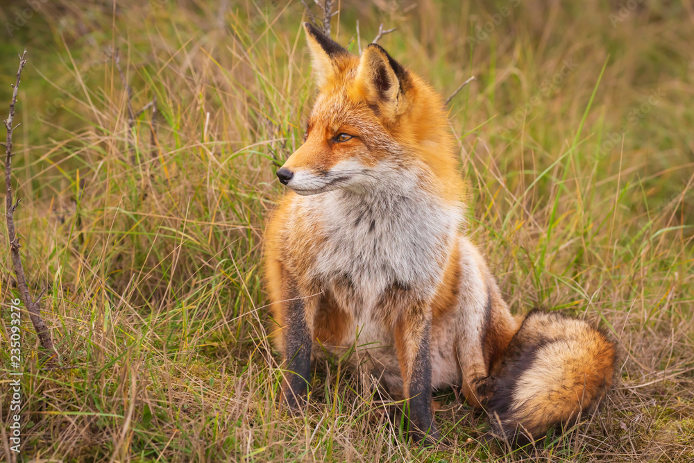 Wild red fox Vulpes Vulpes close-up