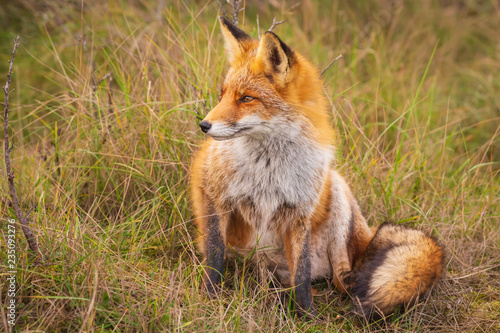 Wild red fox Vulpes Vulpes close-up © Sander Meertins