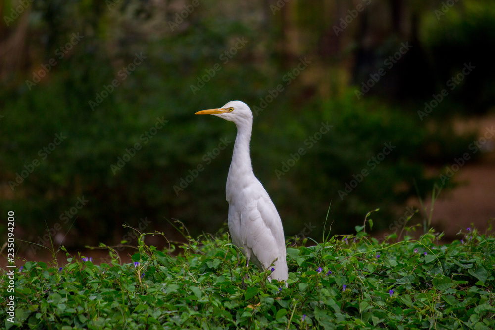 Obraz premium Cattle Egret in the garden in its natural habitat in a soft blurry background.