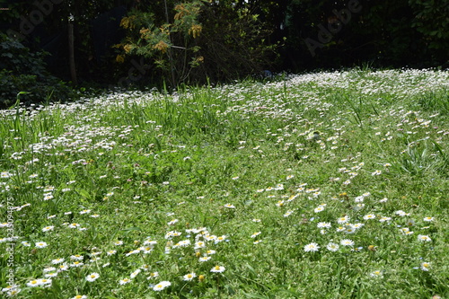 marguerite