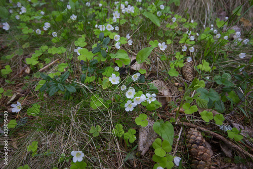 Forest floor in Finland