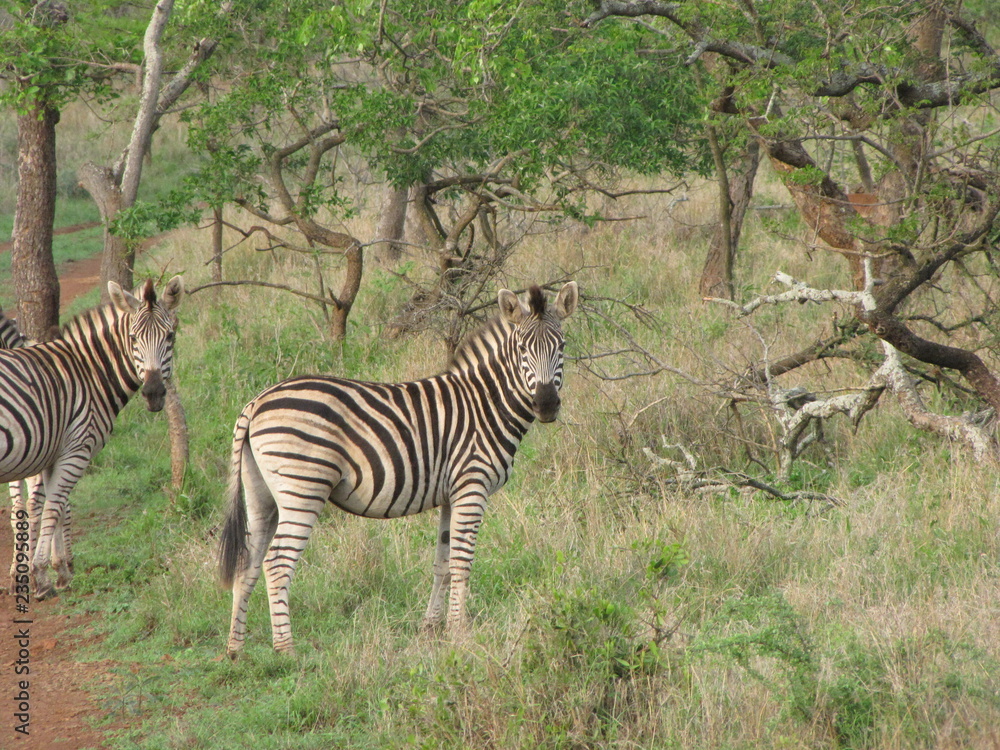 Obraz premium Afrika Tiere Natur