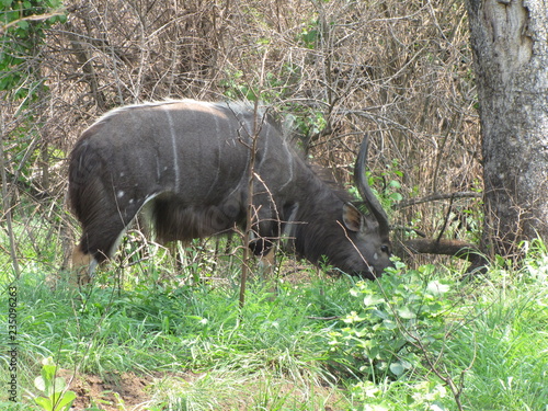 Afrika Tiere Natur