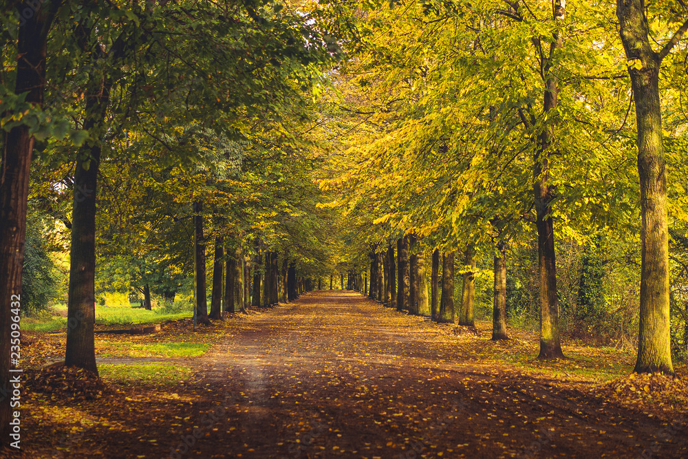 Fototapeta premium Tree-lined avenue in autumn