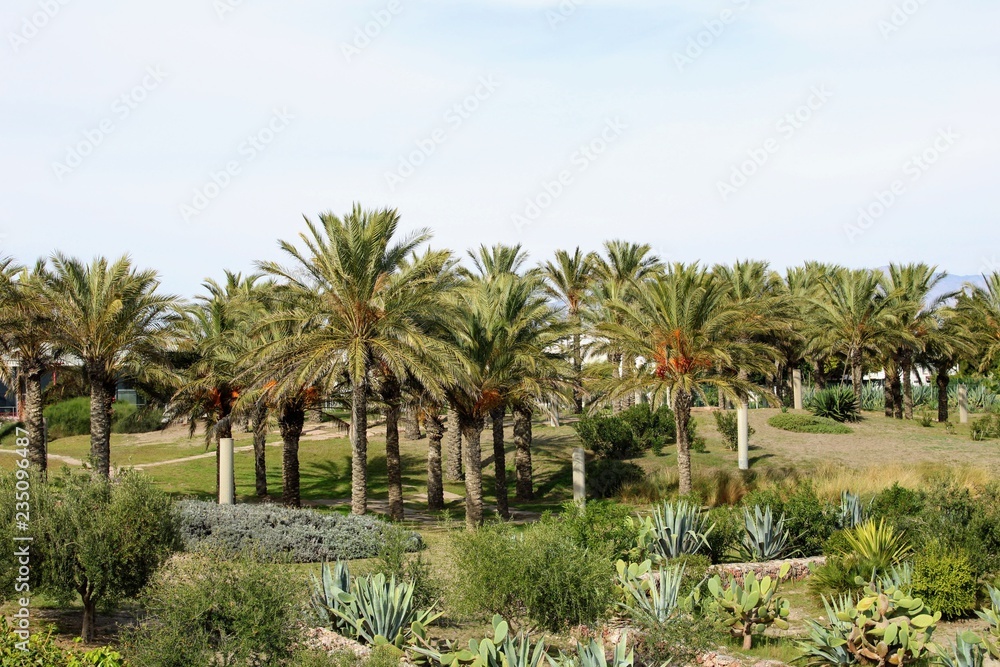 Palm trees in recreational park