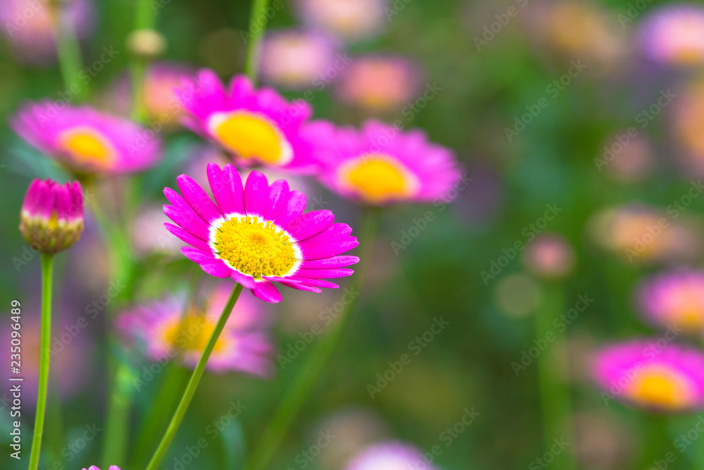 Little colorful flowers
