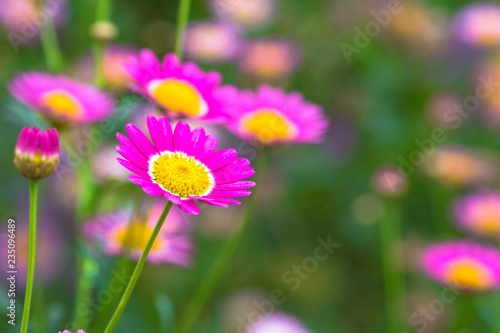 Little colorful flowers