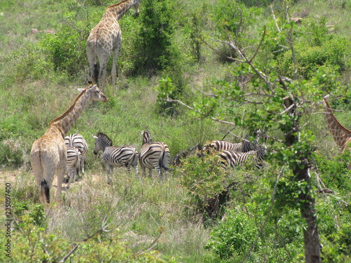 Afrika Tiere Natur