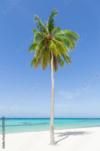 One coconut palm tree on the shore of a white sandy beach. 