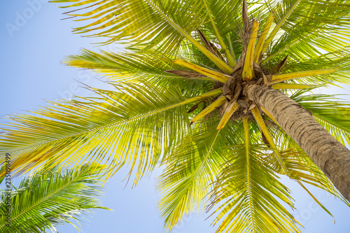 Looking up at coconut palm trees. Summer time. 