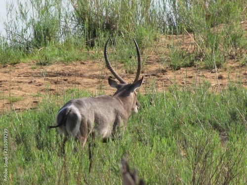 Afrika Tiere Natur