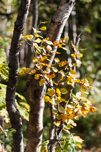 Gold autumn, yellow leafs, Russian Nord, Kirovsk, birch