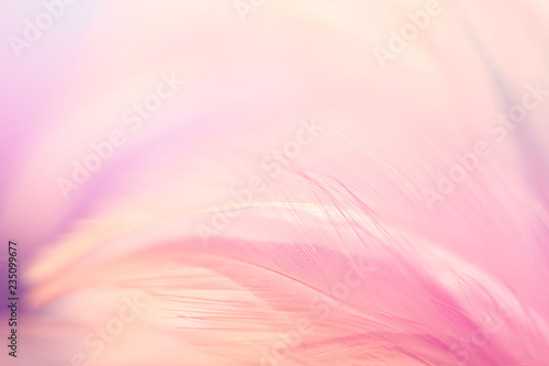 Pastel colored of chicken feathers in soft and blur style for the background