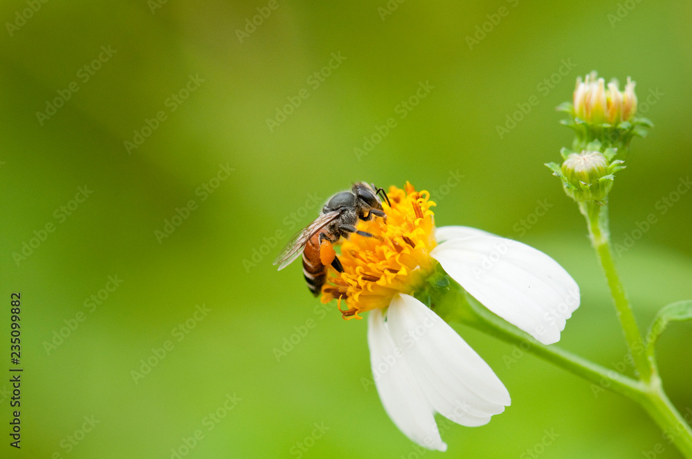 Fototapeta premium Bee is collecting pollen from flower