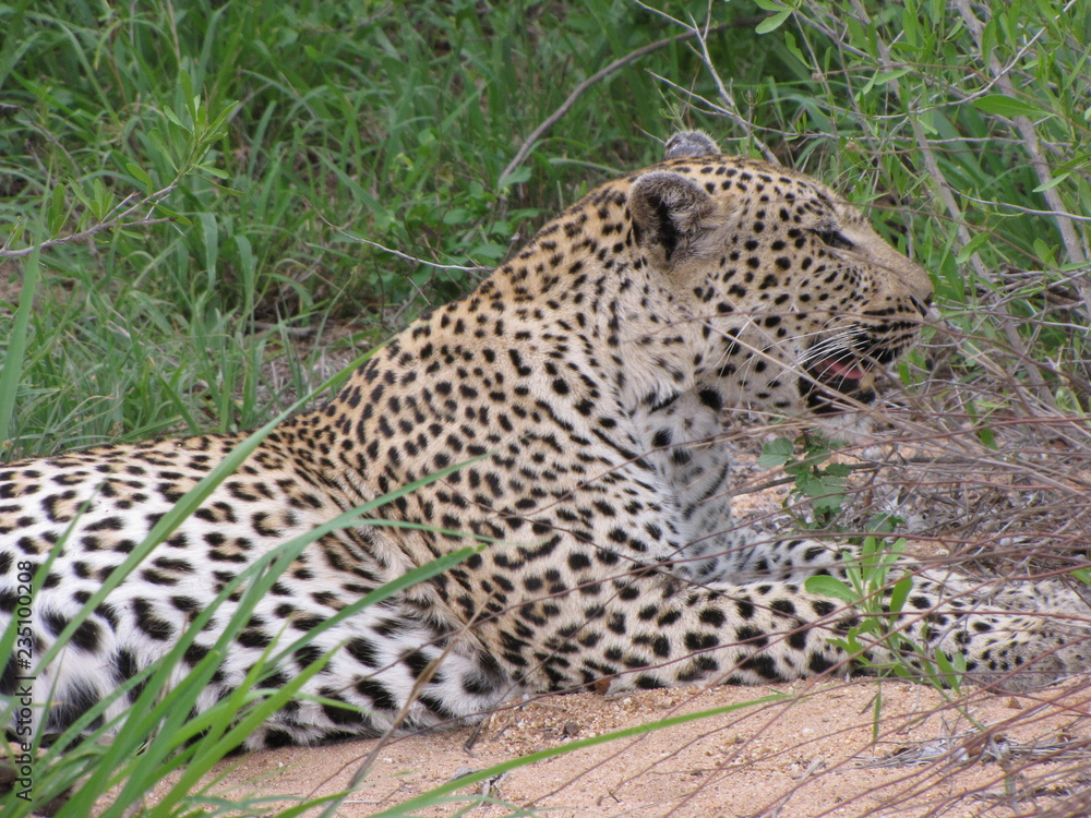 Obraz premium Afrika Tiere Natur