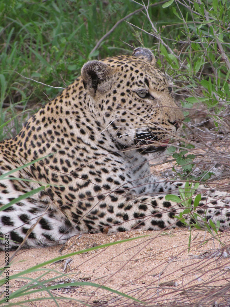 Obraz premium Afrika Tiere Natur