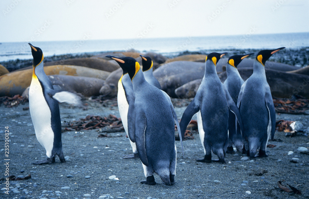 Fototapeta premium King Penguins walking around