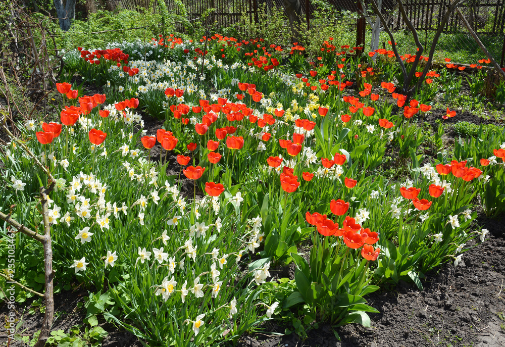 Beautiful flower bed with tulips and narcissus flowers in spring garden.