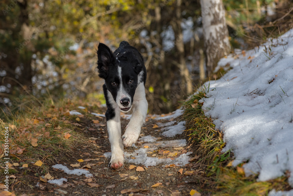 Border Collie puppy in the woods in winter.