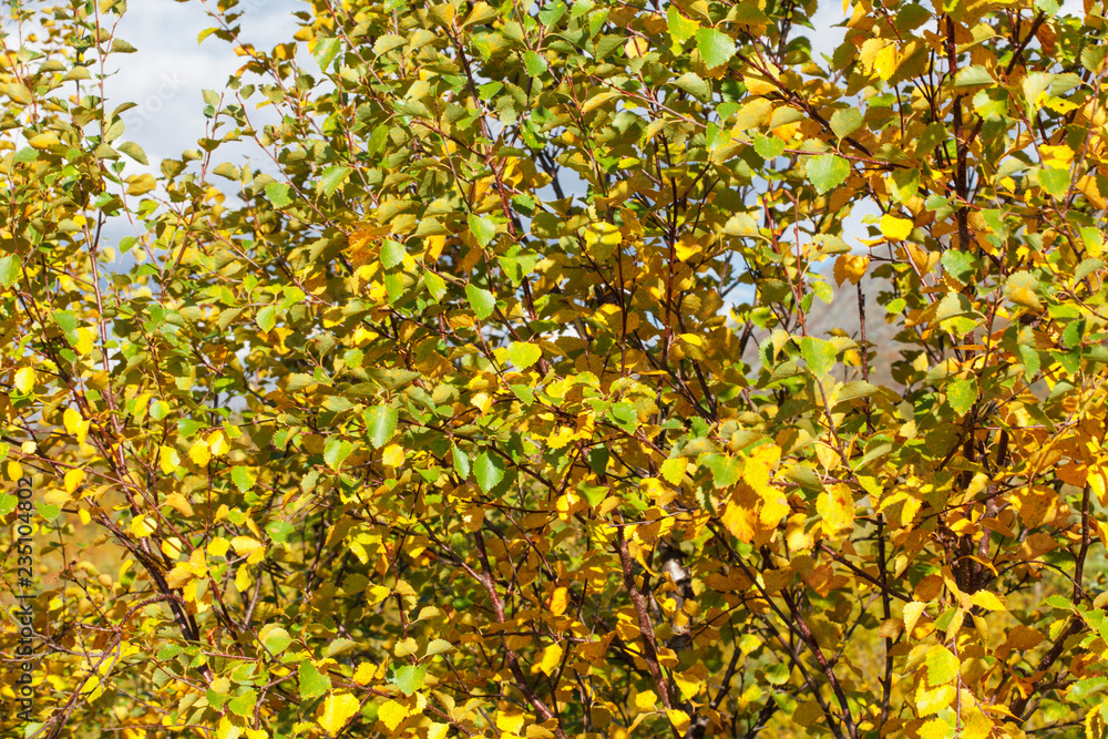 Gold autumn, yellow leafs, Russian Nord, Kirovsk, birch Gold autumn, yellow leafs, Russian Nord, Kirovsk, birch