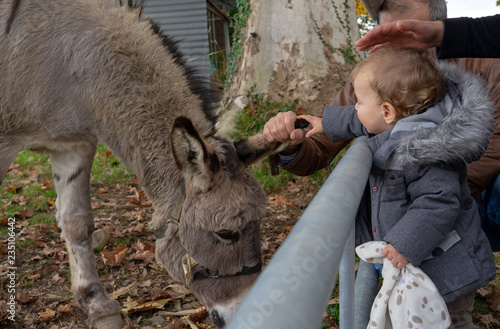 Cute little boy with a donkey. Child give food in the farm.