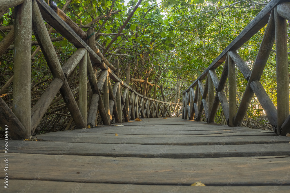 wooden bridge through the treetops in a rainforest, way to the beach,La Ventanilla, a small town on the beach, Oaxaca wooden bridge through the treetops in a rainforest, way to the beach,La Ventanilla, a small town on the beach, Oaxaca