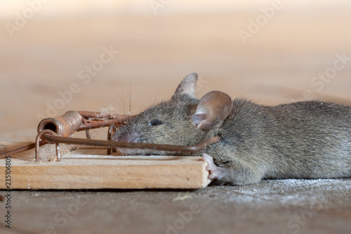 graue Maus in zugeschnappter Mausefalle