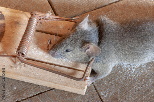 graue Maus in zugeschnappter Mausefalle